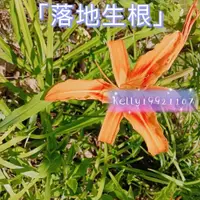 在飛比找蝦皮購物優惠-【落地生根】食用黃花菜種子 金針菜 忘憂草萱草種子 黃花菜種