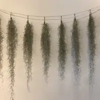 在飛比找蝦皮購物優惠-【松蘿】 粗葉 細葉Tillandsia usneoides