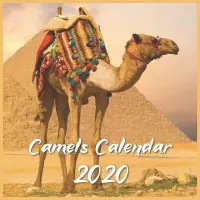 在飛比找博客來優惠-Camels Calendar 2020: 12 Month