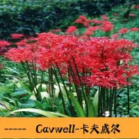 在飛比找Yahoo!奇摩拍賣優惠-Cavwell-花卉種子 綠植彼岸花種子 曼珠沙華盆栽 彼岸