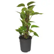 170mm Golden Pothos - Epipremnum aureum Goldilocks
