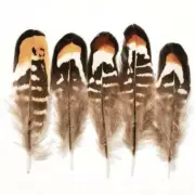 Natural Rounded Reeves Pheasant Plumage x 10pcs