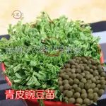 【優選品質】青皮豌豆苗種子豌豆苗籽芽苗菜種子豌豆芽菜種子豌豆龍須豌豆苗種