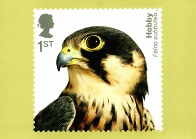 BIRDS OF PREY, Hobby (Falco subbuteo), original Royal Mail Postcard