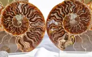 Large Ammonite Pair Deep Crystal Cavity 110myo Fossil 146mm LARGE 5.7" 2666cc
