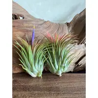 在飛比找蝦皮購物優惠-空氣鳳梨 龍精靈 ionantha Ron (菲律賓)