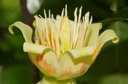 Buy Tulip Tree - Liriodendron tulipifera