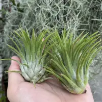 在飛比找蝦皮購物優惠-【小玩植 】空氣鳳梨 🌿菲律賓 龍精靈 ionantha R