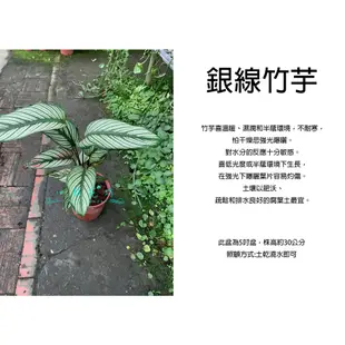 心栽花坊-銀線竹芋/斜紋竹芋/5吋/觀葉植物/室內植物/綠化植物/售價250特價200