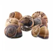 Escargot Snail Shells Empty Premium Jumbo Large 72 pieces