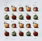 Apples sheet of 20 x 33 cent U.S. Postage Stamps