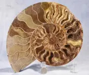 SINGLE Large Ammonite Crystal One Half ONLY Dinosaur Fossil 220mm 8.6" 4311xx