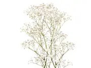Add Baby's Breath