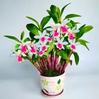 在飛比找蝦皮購物優惠-超級香花型 澳洲香水石斛蘭種子 濃香型 室內 好養活年年開花