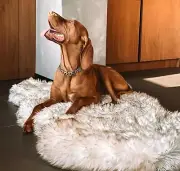 Luxury Faux Fur Orthopedic Memory Foam Dog Bed Waterproof 60"x35" White NEW