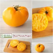 Tomato - Dwarf Blazing Beauty seeds