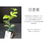 心栽花坊-百香果/3吋/百香果品種/嫁接苗/水果苗/售價90特價80