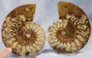 Large Ammonite Pair Crystal Cavities 5.1" 110myo Dino age Fossil 128mm 4282ee