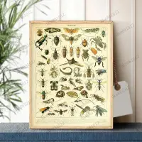 在飛比找蝦皮購物優惠-🖼台灣熱賣裝飾畫｜魚類 帶殼類海洋生物 鳥類 昆蟲 標本 圖