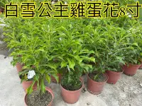 在飛比找Yahoo!奇摩拍賣優惠-^花草巷弄^ 8吋盆 // 白雪公主 // 雞蛋花 // 觀