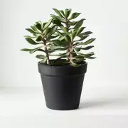 Artificial Succulent in Pot - Green