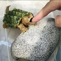 在飛比找蝦皮購物優惠-鱷龜 bandai 環保 扭蛋 可動 公仔 爬蟲 擬鱷 真鱷