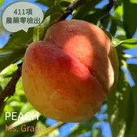 在飛比找樂天市場購物網優惠-2024/6 夏季預購 正宗 拉拉山水蜜桃 友善耕作 免運