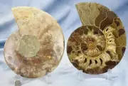 Large Ammonite Pair Crystal Cavity 110myo Dinosaur age Fossil 204mm 8.2" 4336c
