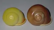 33 , 37 mm 2 Colour Calocochlia Festiva Tree Snail Shell #AB3 From Luzon Island