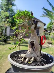 Actual plant Bonsai Premna microphylla - dead wood bonsai tree bonsai contest