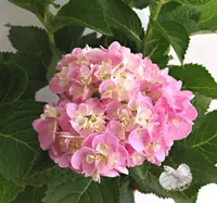 在飛比找樂天市場購物網優惠-5吋盆 [粉紅色繡球花盆栽 紫陽花盆栽] 種越多年就越大欉～