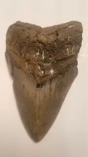 Megalodon tooth Fossils Dinosaur teeth. U S SELLER
