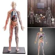 Interactive Human Body Fully Anatomy Figure Human Body Model For Kids Anatomy Kit Removable Muscles, Organs And Bones Stem Kids Anatomy Toy Ages 8+