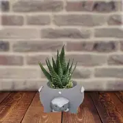 Decorative Gardens Planter Outdoor Indoor for Home Decor Turtle Shape