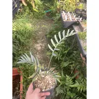 在飛比找蝦皮購物優惠-encephalartos trispinosus blue