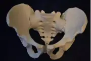 Medical Anatomical Teaching Studing Male Pelvic Skeleton Model for Education au