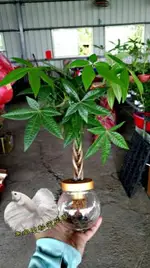 水耕植物盆栽 [編織造型馬拉巴栗 美國花生 發財樹] 室內室外皆可