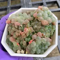 在飛比找蝦皮購物優惠-小玉多肉🌵姬玉露群生 四吋（4/24🆕）