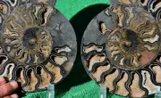 RARE 1-n-100 BLACK Ammonite PAIR Deep Crystal 110myo FOSSIL 205mm 8.2" a3973xx