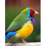 NOTEBOOK: GOULDIAN FINCH ZEBRA FINCHES BIRD BIRDS FEEDING FOOD TOYS SEED