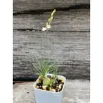 迷你海蔥 ORNITHOGALUM SARDIENII 球根 多肉植物/2吋/奧莉諾多肉園