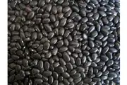 BEAN 'Black Turtle Bean' / Black Bean / BUSH TYPE seeds