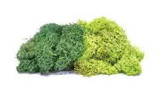 Hornby Lichen Large Green Mix OO Gauge Model Railway Scenic Products R7195