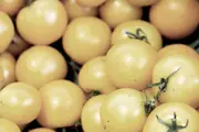 TOMATO 'White Cherry' seeds