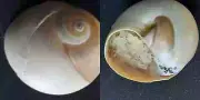 #PP200 Polinices Otis Sow. with operculum, Guaymas Mexico 34.3mm sea snail shell
