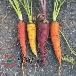 城禾農產🍃 日本彩色胡蘿蔔種子 約2300粒 彩色胡蘿蔔 彩色胡蘿蔔種子 多色胡蘿蔔種子 彩色紅蘿蔔種子 紅蘿蔔種子