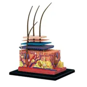 4D Human Skin Model Hair Organs Assembling Puzzle Model Teaching Model Manikin Science Anatomical M picture color