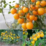 Tomato - Tomme Toe Yellow seeds