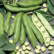Broad Bean Aquadulce 20 Seeds Garden Vegetables Plant Faba Bean Broad Beans
