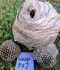 LARGE Genuine Natural Found Paper WASP'S NEST- Nature, Art; Excellent Condition